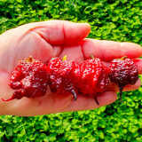 Purple Gator Jigsaw Ghost Pepper Seeds - Capsicum chinense Superhot Ornamental Chili