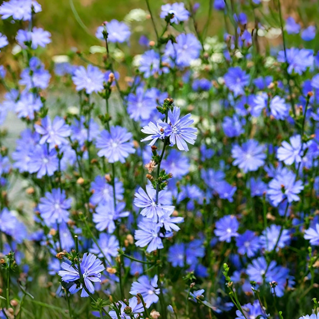 Coffee Chicory Seeds – Cichorium intybus, Roasted Root Used as Coffee Substitute, Edible Herb, Blue-Flowered Ornamental Variety