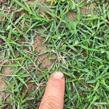 Bermudagrass Seeds - Cynodon dactylon, Drought Tolerant Turf Grass for Lawns, Sports Fields & Erosion Control