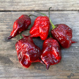 Purple Gator Jigsaw Ghost Pepper Seeds - Capsicum chinense Superhot Ornamental Chili
