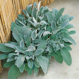 Lamb's Ear Seeds - Stachys byzantina, Drought-Tolerant Perennial, Cold-Hardy Silver Groundcover