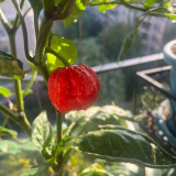Dragon's Breath Pepper Seeds – Capsicum chinense, Superhot Chili for Extreme Spice Lovers