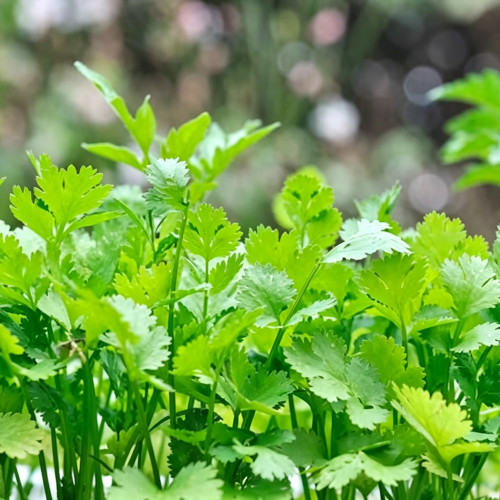 Italian Chervil Seeds - Anthriscus cerefolium, Fine Leaf Anise Flavor Culinary Herb, Western Cuisine Fine Parsley