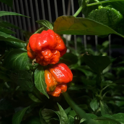 Dragon's Breath Pepper Seeds – Capsicum chinense, Superhot Chili for Extreme Spice Lovers