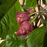 Purple Gator Jigsaw Ghost Pepper Seeds - Capsicum chinense Superhot Ornamental Chili
