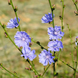 Coffee Chicory Seeds – Cichorium intybus, Roasted Root Used as Coffee Substitute, Edible Herb, Blue-Flowered Ornamental Variety