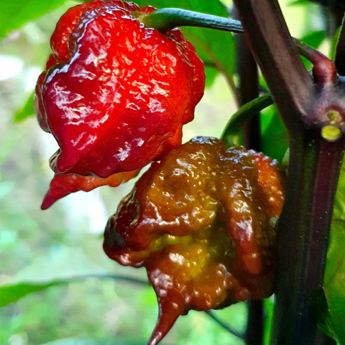 Purple Gator Jigsaw Ghost Pepper Seeds - Capsicum chinense Superhot Ornamental Chili