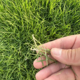 Bermudagrass Seeds - Cynodon dactylon, Drought Tolerant Turf Grass for Lawns, Sports Fields & Erosion Control