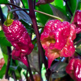 Purple Gator Jigsaw Ghost Pepper Seeds - Capsicum chinense Superhot Ornamental Chili