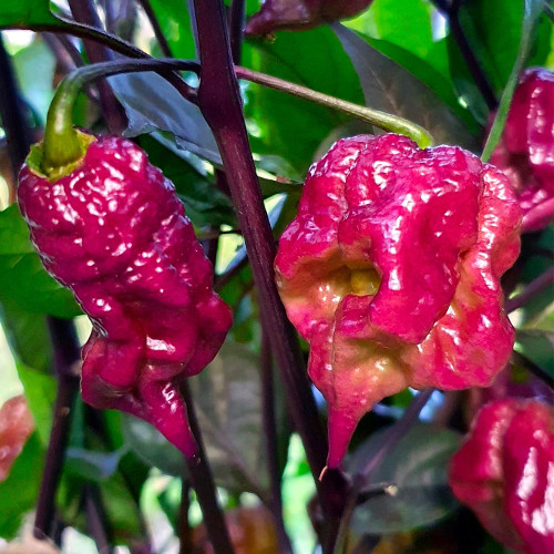 Purple Gator Jigsaw Ghost Pepper Seeds - Capsicum chinense Superhot Ornamental Chili