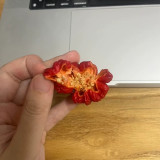 Dragon's Breath Pepper Seeds – Capsicum chinense, Superhot Chili for Extreme Spice Lovers
