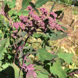 Black Quinoa Planting Seeds – Chenopodium quinoa, Adaptable High-Yield Crop with Stable Harvests