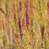 Red Quinoa Planting Seeds – Chenopodium quinoa, Adaptable Crop with Stable Harvests