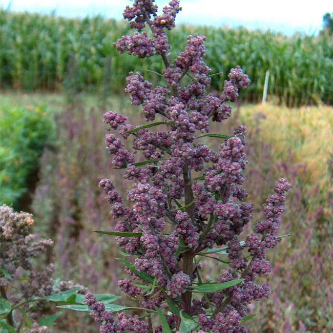 Black Quinoa Planting Seeds – Chenopodium quinoa, Adaptable High-Yield Crop with Stable Harvests