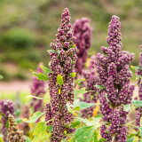 Black Quinoa Planting Seeds – Chenopodium quinoa, Adaptable High-Yield Crop with Stable Harvests