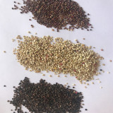 Tri-Color Quinoa Seeds – Chenopodium quinoa, Nutrient-Dense, High Yield and Strong Adaptability for Healthy Meals