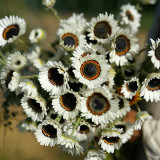 Double White Cape Daisy Seeds – Arctotis fastuosa 'White', Zulu Prince, White African Daisy Flower, Easy to Grow