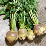 Giant Turnip Seeds – Brassica rapa subsp. rapa, High-Yield Root Vegetable, Disease Resistant & Adaptable