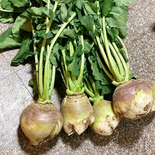Giant Turnip Seeds – Brassica rapa subsp. rapa, High-Yield Root Vegetable, Disease Resistant & Adaptable