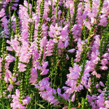 Pink Obedient Plant Seeds – Physostegia virginiana, False Dragonhead, Perennial Pink Flowers, Easy to Grow