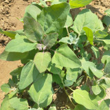 Black Quinoa Planting Seeds – Chenopodium quinoa, Adaptable High-Yield Crop with Stable Harvests