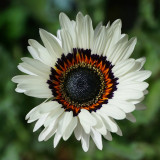 Double White Cape Daisy Seeds – Arctotis fastuosa 'White', Zulu Prince, White African Daisy Flower, Easy to Grow
