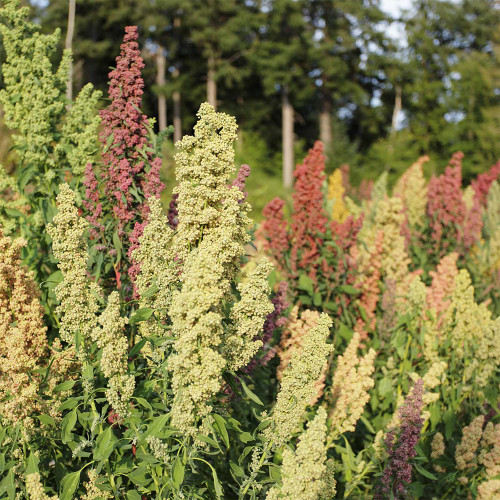 Tri-Color Quinoa Seeds – Chenopodium quinoa, Nutrient-Dense, High Yield and Strong Adaptability for Healthy Meals