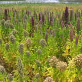 Tri-Color Quinoa Seeds – Chenopodium quinoa, Nutrient-Dense, High Yield and Strong Adaptability for Healthy Meals