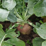 Giant Turnip Seeds – Brassica rapa subsp. rapa, High-Yield Root Vegetable, Disease Resistant & Adaptable