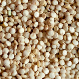 White Quinoa Planting Seeds – Chenopodium quinoa, High-Yield, Adaptable & Stable Crop