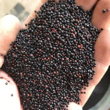 Black Quinoa Planting Seeds – Chenopodium quinoa, Adaptable High-Yield Crop with Stable Harvests