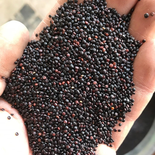 Black Quinoa Planting Seeds – Chenopodium quinoa, Adaptable High-Yield Crop with Stable Harvests