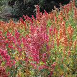Red Quinoa Planting Seeds – Chenopodium quinoa, Adaptable Crop with Stable Harvests