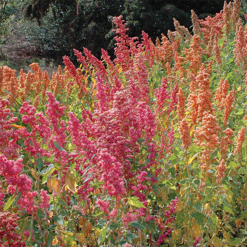 Red Quinoa Planting Seeds – Chenopodium quinoa, Adaptable Crop with Stable Harvests
