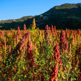 Tri-Color Quinoa Seeds – Chenopodium quinoa, Nutrient-Dense, High Yield and Strong Adaptability for Healthy Meals