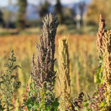 Black Quinoa Planting Seeds – Chenopodium quinoa, Adaptable High-Yield Crop with Stable Harvests