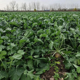 Giant Turnip Seeds – Brassica rapa subsp. rapa, High-Yield Root Vegetable, Disease Resistant & Adaptable