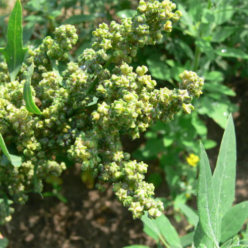 White Quinoa Planting Seeds – Chenopodium quinoa, High-Yield, Adaptable & Stable Crop