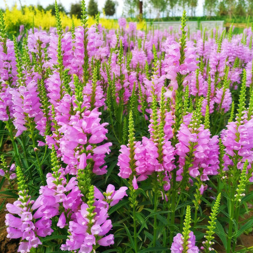 Pink Obedient Plant Seeds – Physostegia virginiana, False Dragonhead, Perennial Pink Flowers, Easy to Grow