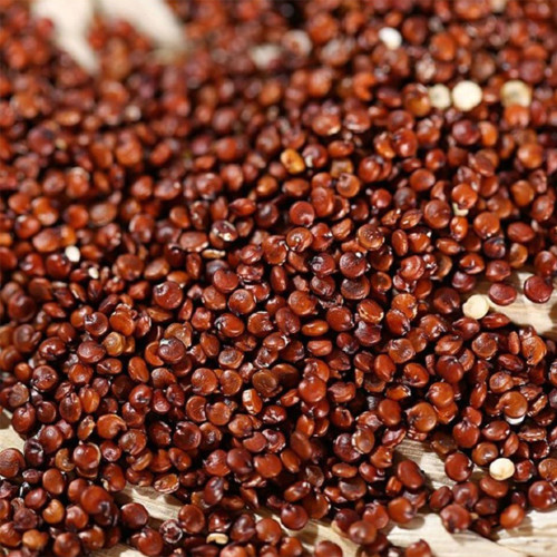 Red Quinoa Planting Seeds – Chenopodium quinoa, Adaptable Crop with Stable Harvests