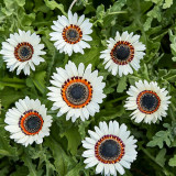Double White Cape Daisy Seeds – Arctotis fastuosa 'White', Zulu Prince, White African Daisy Flower, Easy to Grow