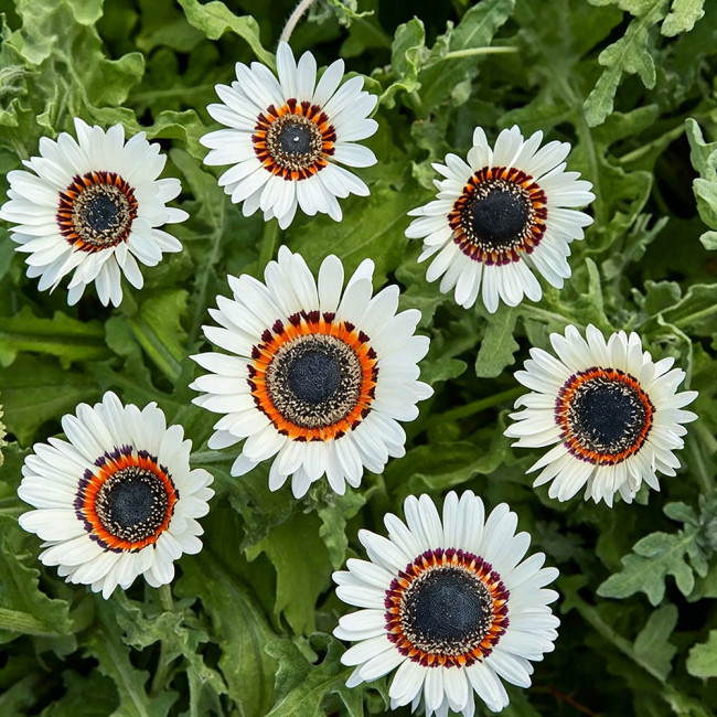 Double White Cape Daisy Seeds – Arctotis fastuosa 'White', Zulu Prince, White African Daisy Flower, Easy to Grow