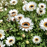 Double White Cape Daisy Seeds – Arctotis fastuosa 'White', Zulu Prince, White African Daisy Flower, Easy to Grow