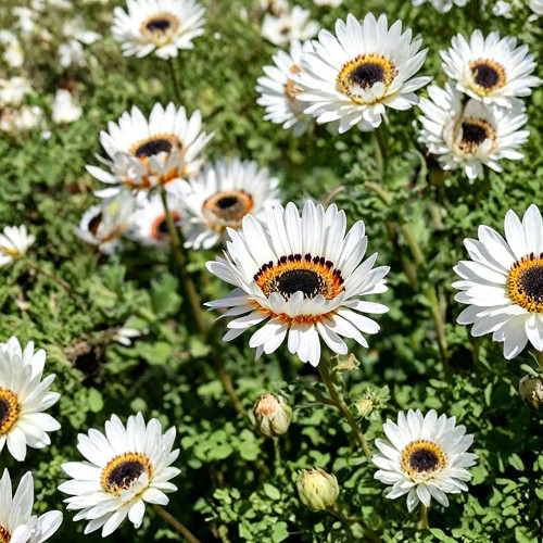 Double White Cape Daisy Seeds – Arctotis fastuosa 'White', Zulu Prince, White African Daisy Flower, Easy to Grow