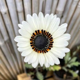 Double White Cape Daisy Seeds – Arctotis fastuosa 'White', Zulu Prince, White African Daisy Flower, Easy to Grow