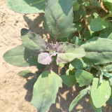 Black Quinoa Planting Seeds – Chenopodium quinoa, Adaptable High-Yield Crop with Stable Harvests