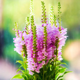 Pink Obedient Plant Seeds – Physostegia virginiana, False Dragonhead, Perennial Pink Flowers, Easy to Grow