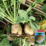 Giant Turnip Seeds – Brassica rapa subsp. rapa, High-Yield Root Vegetable, Disease Resistant & Adaptable