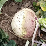 Giant Turnip Seeds – Brassica rapa subsp. rapa, High-Yield Root Vegetable, Disease Resistant & Adaptable