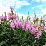 Pink Obedient Plant Seeds – Physostegia virginiana, False Dragonhead, Perennial Pink Flowers, Easy to Grow